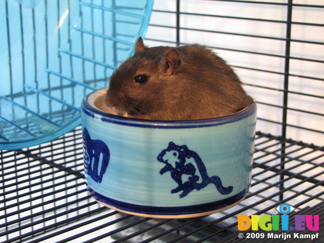 SX05971 Hendrix the Gerbil sitting in food bowl